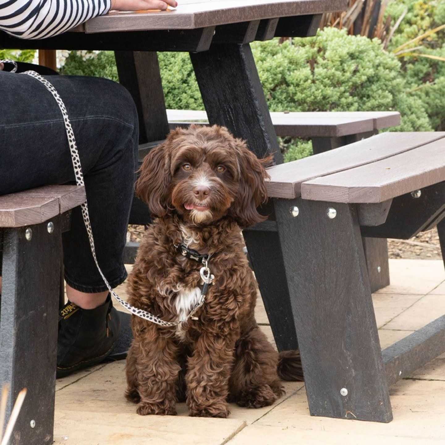 Your local dog friendly pub in Aberdovey
